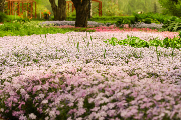 spring in the park. Spring Field 