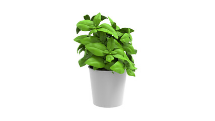 money plant with pot without shadow 3d render
