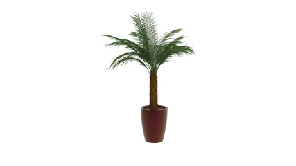 Obraz na płótnie Canvas palm plant with pot without shadow 3d render