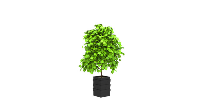 jade plant with pot without shadow 3d render