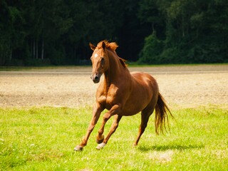 Fuchs genanntes Pferd mit rot braunem Deckhaar und weißem Abzeichen am Kopf in Bewegung fotografiert