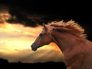 Pferd mit wallender Mähne galoppiert in den Sonnenuntergang