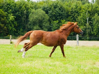 Fototapeta premium Fuchs genanntes Pferd mit rot braunem Deckhaar und weißem Abzeichen am Kopf in Bewegung fotografiert
