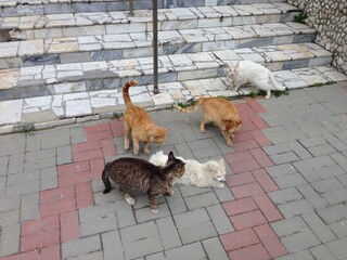 Five fluffy cats. A cat gang. Ginger, white and grey cats. Cats on the tiles. Cats on the ground. Five. Stray cats