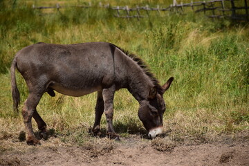 Naklejka premium Um burro se alimentando.
