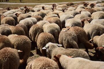Ovelhas juntas no pasto.