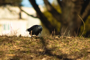 A crow looking for food in the grass on a sunny spring day.