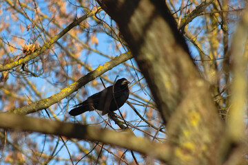 A crow looking for food in the grass on a sunny spring day.