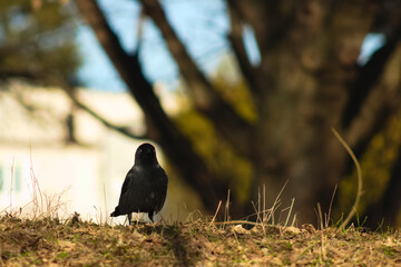 A crow looking for food in the grass on a sunny spring day.