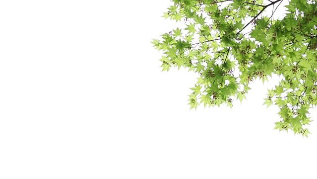 花が咲いた日本の新緑のモミジと白背景