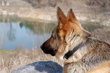 Naklejka premium Portrait of a German Shepherd sitting on a huge granite stone on the side of the lake. Walking with a pet guard