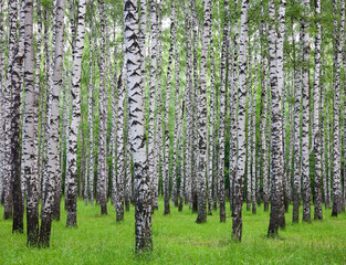 Summer birch forest with fresh grass and clover - 487761279