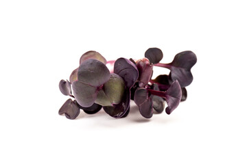 Fresh purple radish sprouts isolated on white. Microgreens.