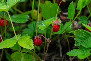 Wild strawberries. Selective focus on berries. Close up