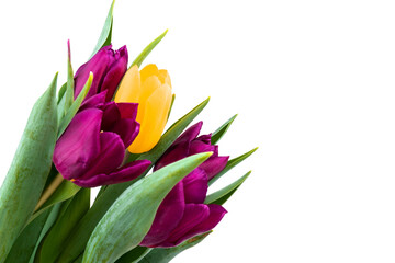 Bunch of fresh purple, yellow tulip flowers close up isolated on white background. Spring holidays concept background.
