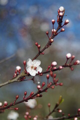 blossom in spring