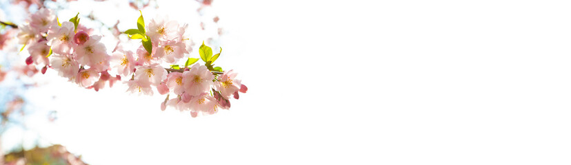 Fototapeta na wymiar Sakura flowers over blurred background
