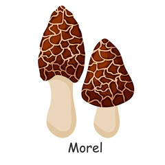 Morel. Mushroom. Isolated on white background. Forest. For your design.