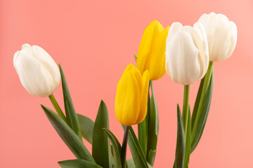 Bouquet of white and yellow tulips with space for greeting message. Mother's Day and spring background concept.