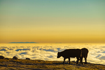 Fototapeta na wymiar Cows on pasture in mountains, Portugal.