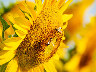 Honey bee collecting pollen at yellow flower. close up