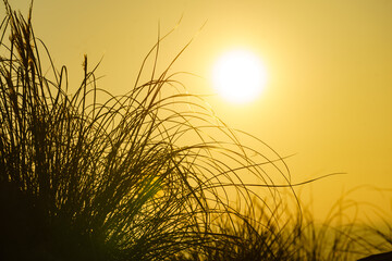 Grass meadow at sunset