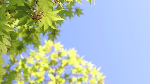 花が咲いた日本の新緑のモミジと青空
