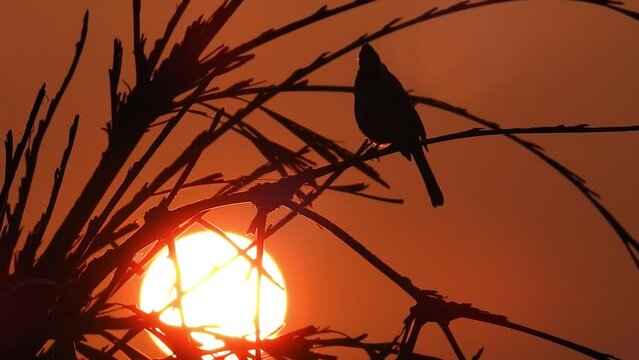 A silhouette of birds against the evening sky with tree and leaves in the foreground.