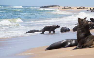 seal rookery on the ocean