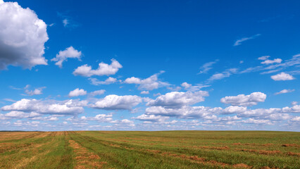 Cumulus clouds over a mown field. View to the horizon
