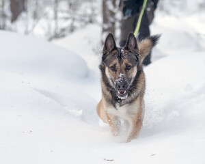 Man with his east siberian laika snowshoeing in deep snow
