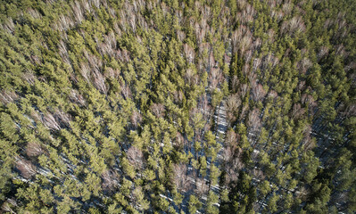 Cleann green pine tree forest