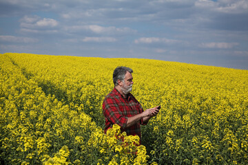 Farmer or agronomist  inspecting quality of canola plants in field and typing to  mobile phone, oil rape in spring