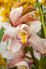 Close up of  beauty colorful orchid flower