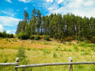 Meadow in forest in Pelcznica National Park. Poland.