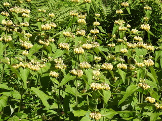 Yellow flowers on the stems with green leaves