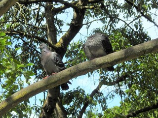 Fototapeta premium Two doves stand on an oblique branch