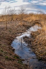 Feuchtgebiet mit Wasserlauf und Bäumen