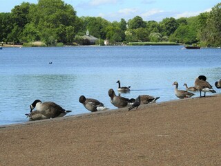 Naklejka premium Numerous birds on the shore and water of the lake
