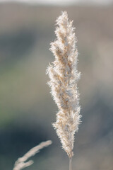 Cortaderia selloana tall trendy pampass grass swaying majestically in the wind against sunset field