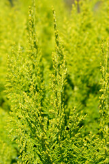 Dwarf golden oriental thuja