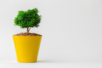 Small decorative little tree in plastic pots isolated on white background. Eco concept for add text...