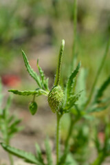 Common poppy