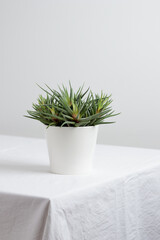 House plant in a white pot