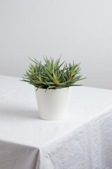 House plant in a white pot