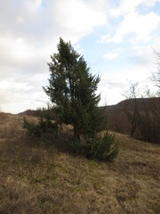 Tanne in der Landschaft