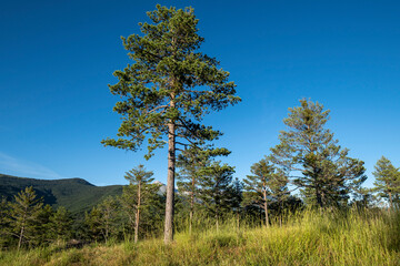 selective tree felling area, Borau, Huesca, Jacetania region, Aragon, Spain