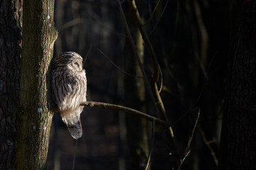 wild tawny owl sitting on a branch
