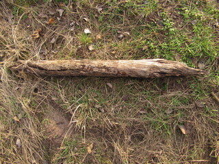 Holzst&uuml;ck am Boden