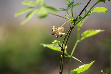 야생화 /  wild flowers
